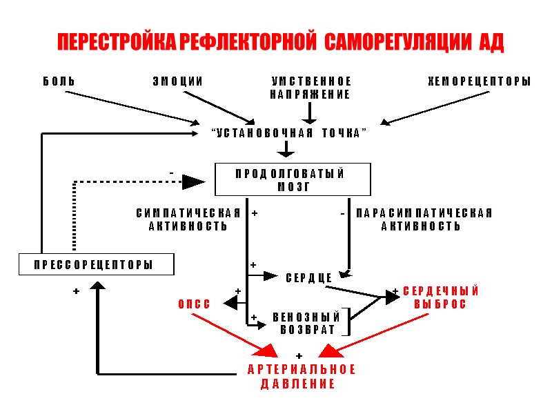 ПЕРЕСТРОЙКА РЕФЛЕКТОРНОЙ  САМОРЕГУЛЯЦИИ  АД